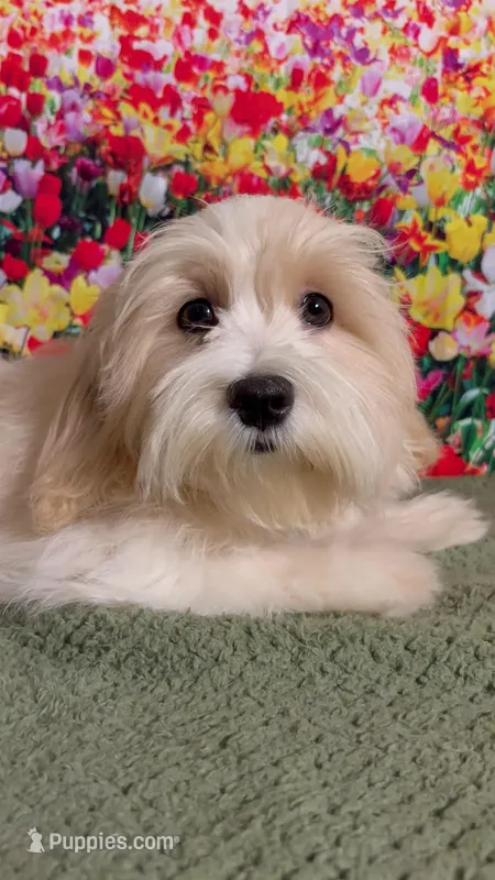 Cream Puff – Havanese, Maltese puppy for sale in Orlando, FL