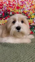 Cream Puff, a male Havanese and Maltese for sale in Orlando, FL – 1 of 8