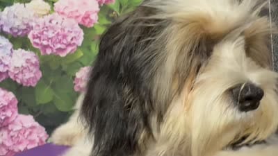 Marshmellow, a male Havanese and Maltese for sale in Orlando, FL – 9 of 9