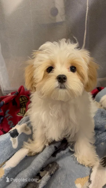 Mini Marsh – Havanese, Maltese puppy for sale in Orlando, FL