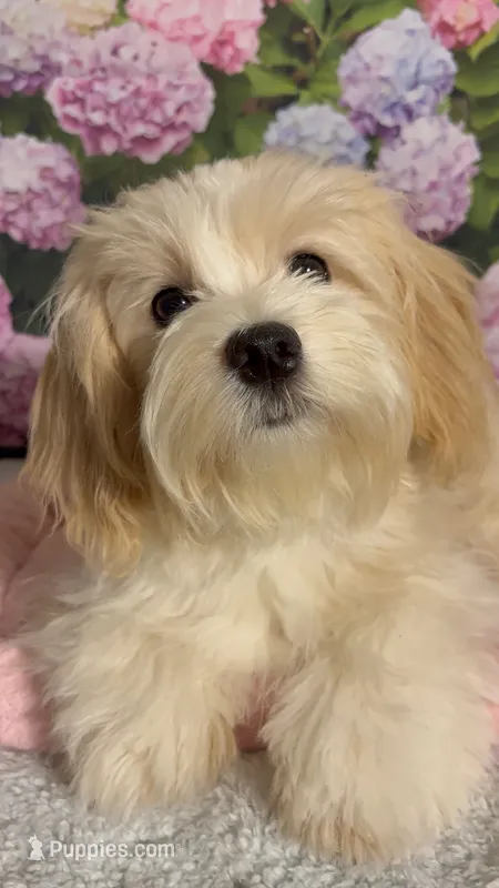 Creamsicle – Havanese, Maltese puppy for sale in Orlando, FL