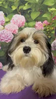 Marshmellow, a male Havanese and Maltese for sale in Orlando, FL – 8 of 9