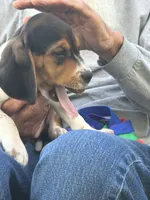 Tiny, a female Beagle for sale in Durand, MI – 3 of 3