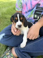Crook, a male Beagle for sale in Durand, MI – 2 of 2