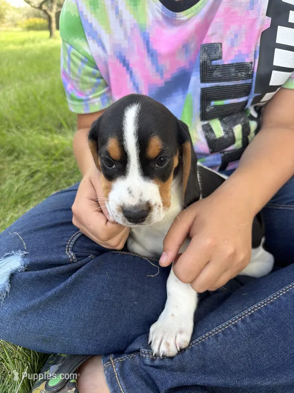Crook – Beagle puppy for sale in Durand, MI