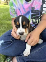 Crook, a male Beagle for sale in Durand, MI – 1 of 2