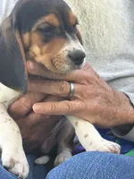 Tiny, a female Beagle for sale in Durand, MI – 2 of 3