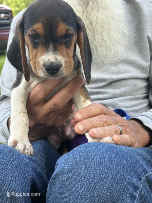 Tiny – Beagle puppy for sale in Durand, MI
