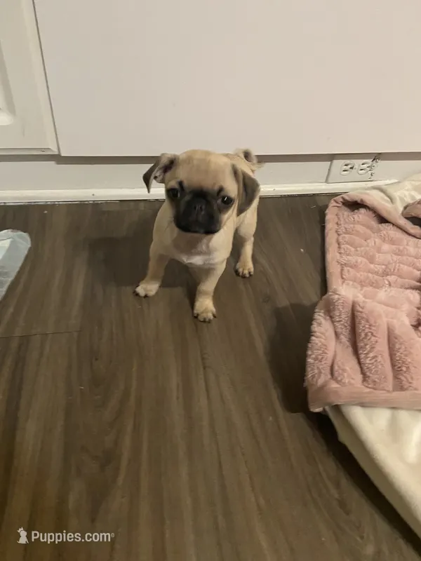 Teddy – Pug puppy for sale in Yucaipa, CA