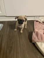 Teddy, a male Pug for sale in Yucaipa, CA – 1 of 3