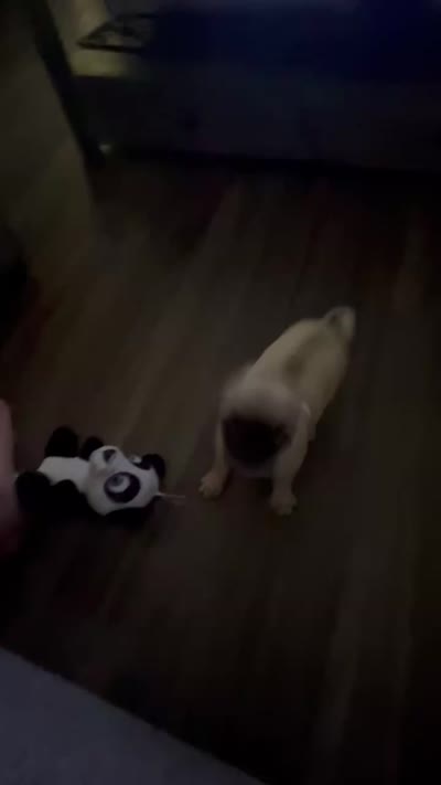 Teddy, a male Pug for sale in Yucaipa, CA – 3 of 3