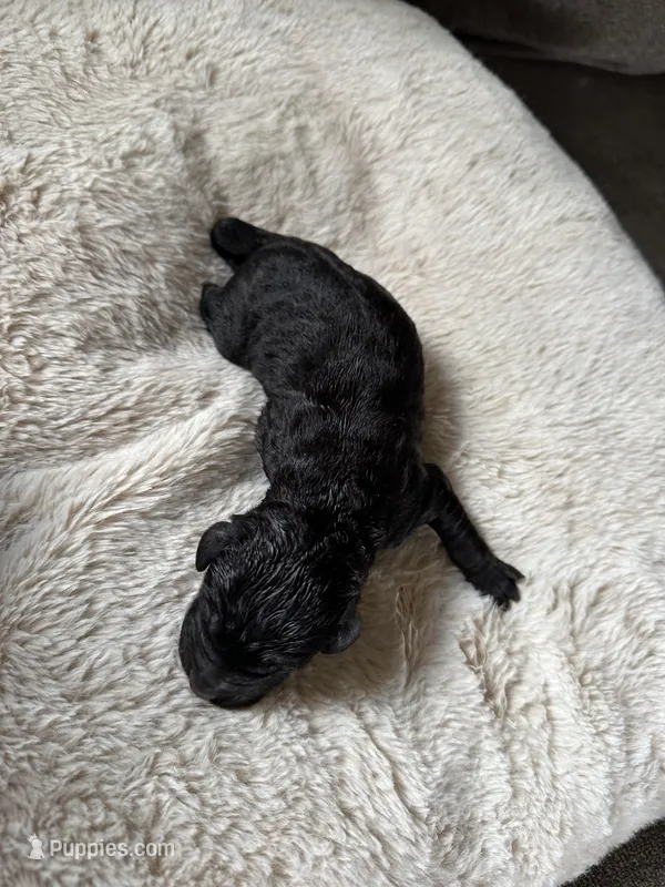 Maisie – Labradoodle puppy for sale in Rolla, MO