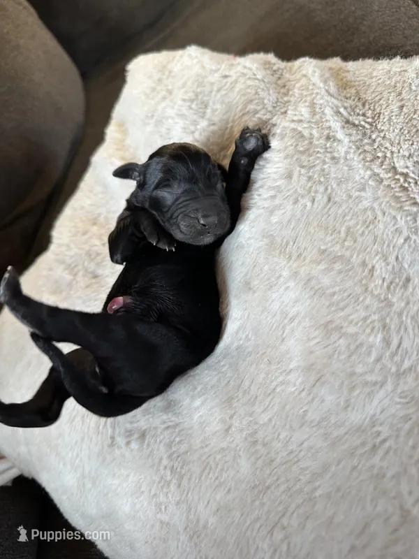 Goose – Labradoodle puppy for sale in Rolla, MO