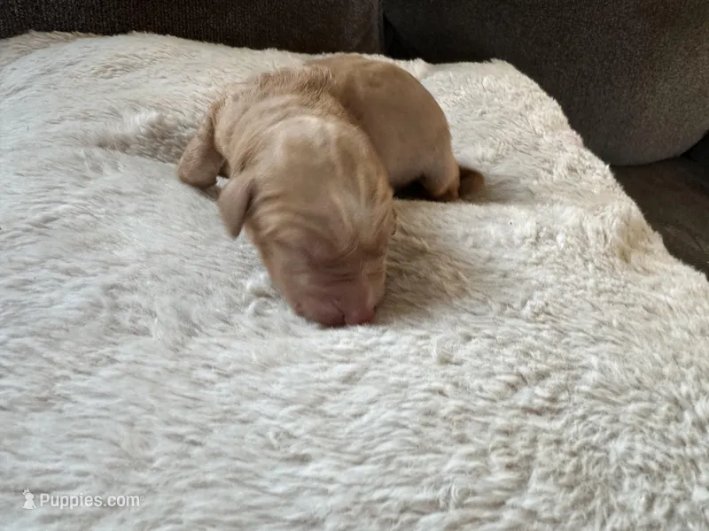 Mufasa – Labradoodle puppy for sale in Rolla, MO