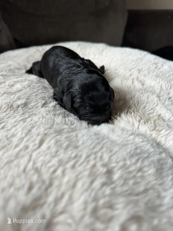 Maverick  – Labradoodle puppy for sale in Rolla, MO