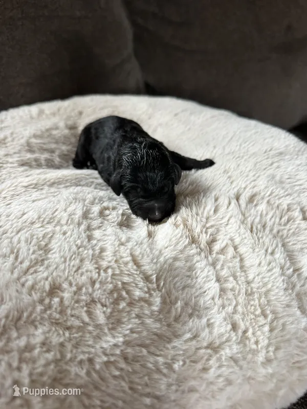 Archie, a male Labradoodle for sale in Rolla, MO – Photo 1 of 1