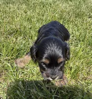 Zeus, a male Cavapoo for sale in Middletown, DE – 4 of 4