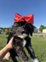 Stella, a female Cavapoo for sale in Middletown, DE – 6 of 6