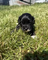 Stella, a female Cavapoo for sale in Middletown, DE – 4 of 4