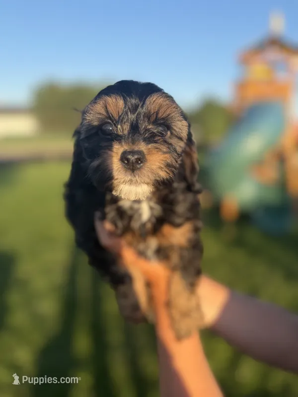 Zeus – Cavapoo puppy for sale in Middletown, DE