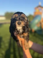 Zeus, a male Cavapoo for sale in Middletown, DE – 1 of 4