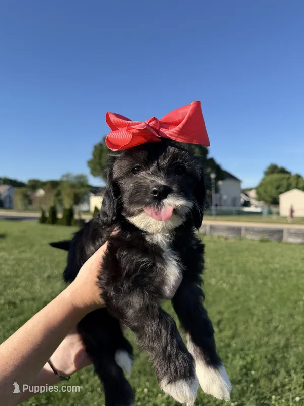 Stella – Cavapoo puppy for sale in Middletown, DE