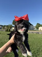 Stella, a female Cavapoo for sale in Middletown, DE – 1 of 6