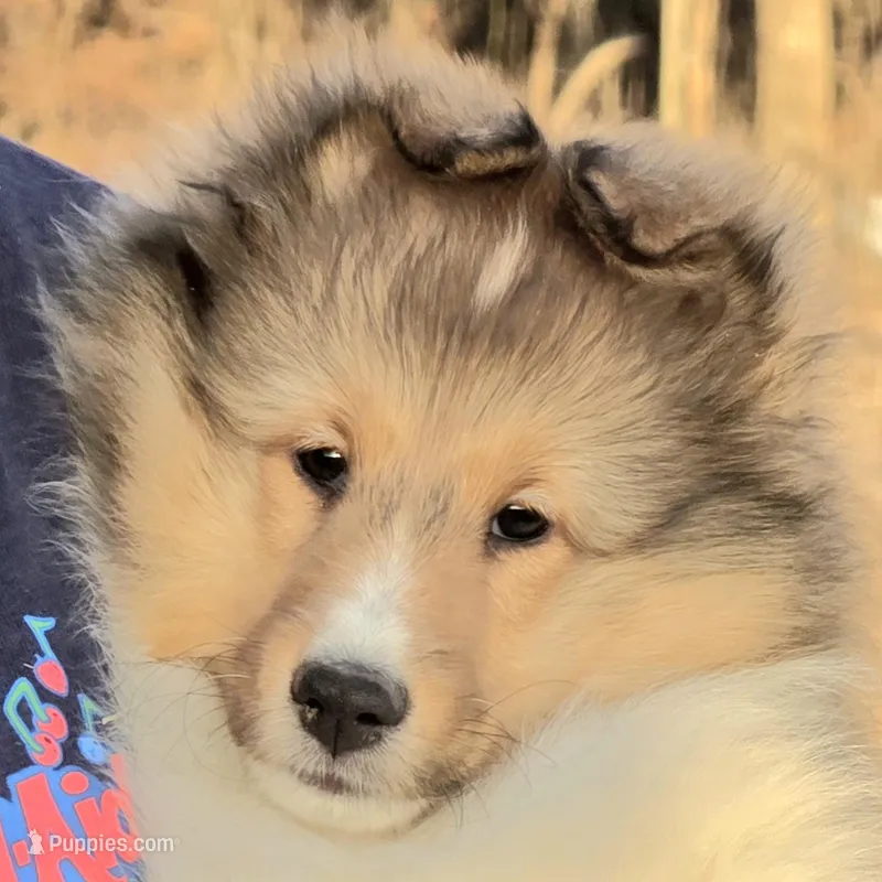 Emmy – Shetland Sheepdog puppy for sale in Houston, TX
