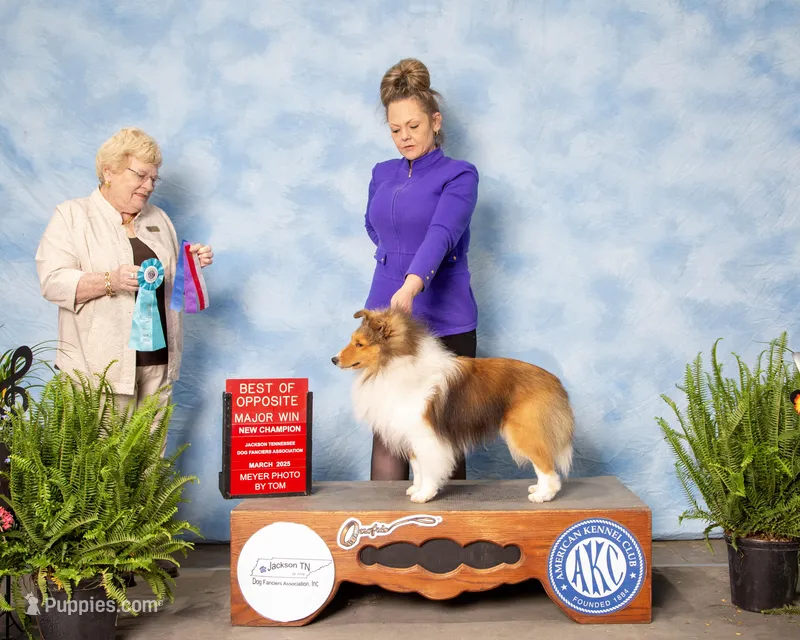 CH Symphany Bear Necessity "Cubby" – Shetland Sheepdog puppy for sale in Houston, TX