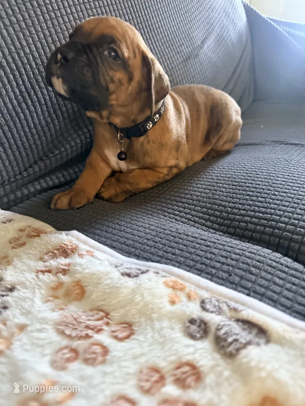 Denzel – Boxer puppy for sale in Long Beach, CA