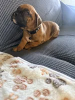 Denzel, a male Boxer for sale in Hawaiian Gardens, CA – 4 of 5