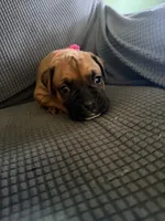 Ramsey, a female Boxer for sale in Hawaiian Gardens, CA – 7 of 8