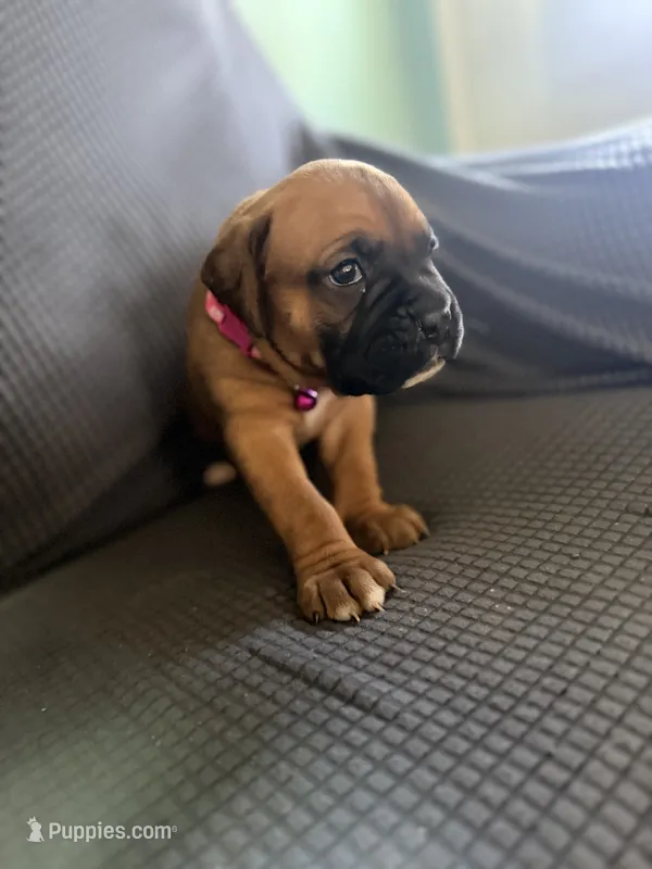 Ramsey – Boxer puppy for sale in Hawaiian Gardens, CA
