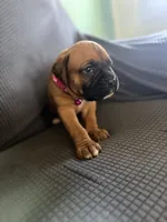 Ramsey, a female Boxer for sale in Hawaiian Gardens, CA – 1 of 8