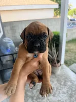 Mimosa, a female Boxer for sale in Hawaiian Gardens, CA – 3 of 6