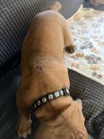 Denzel, a male Boxer for sale in Hawaiian Gardens, CA – 2 of 5