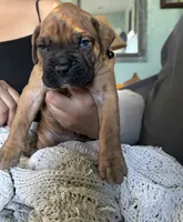 Diesel, a male Boxer for sale in Hawaiian Gardens, CA – 3 of 5