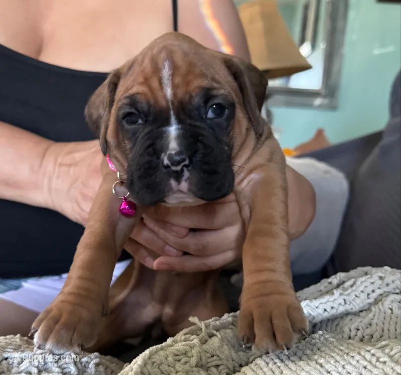 Mariah – Boxer puppy for sale in Hawaiian Gardens, CA