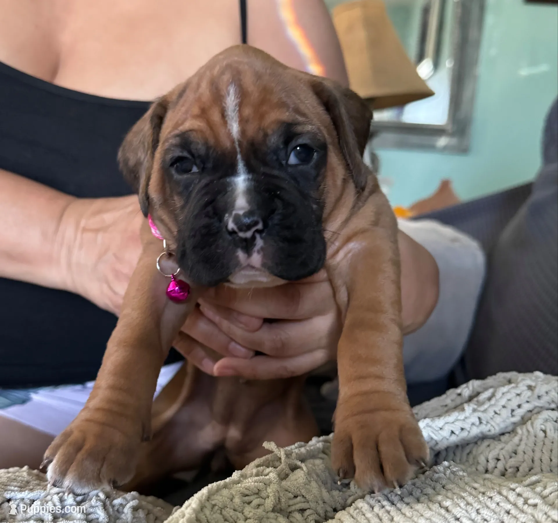Mariah, a female Boxer for sale in Long Beach, CA – 1 of 3
