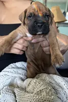Diesel, a male Boxer for sale in Hawaiian Gardens, CA – 2 of 5