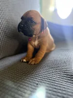 Ramsey, a female Boxer for sale in Hawaiian Gardens, CA – 2 of 8