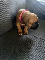Ramsey, a female Boxer for sale in Hawaiian Gardens, CA – 5 of 8