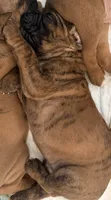 Bumblebee , a female Boxer for sale in Hawaiian Gardens, CA – 2 of 2
