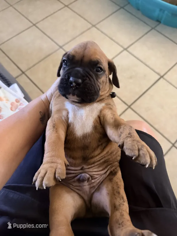 Denzel – Boxer puppy for sale in Hawaiian Gardens, CA