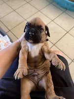 Denzel, a male Boxer for sale in Hawaiian Gardens, CA – 1 of 5