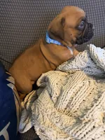 Mimosa, a female Boxer for sale in Hawaiian Gardens, CA – 6 of 6