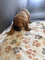 Denzel, a male Boxer for sale in Hawaiian Gardens, CA – 3 of 5