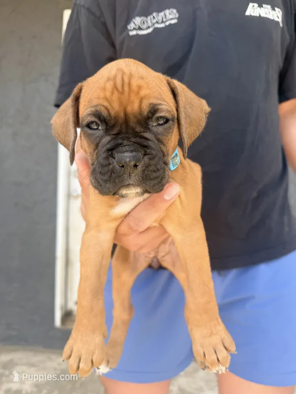 Mimosa – Boxer puppy for sale in Long Beach, CA