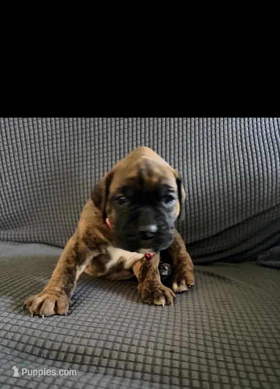 Bumblebee  – Boxer puppy on hold in Long Beach, CA
