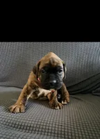 Bumblebee , a female Boxer for sale in Long Beach, CA – 1 of 4